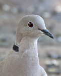 Eurasian Collared Dove 